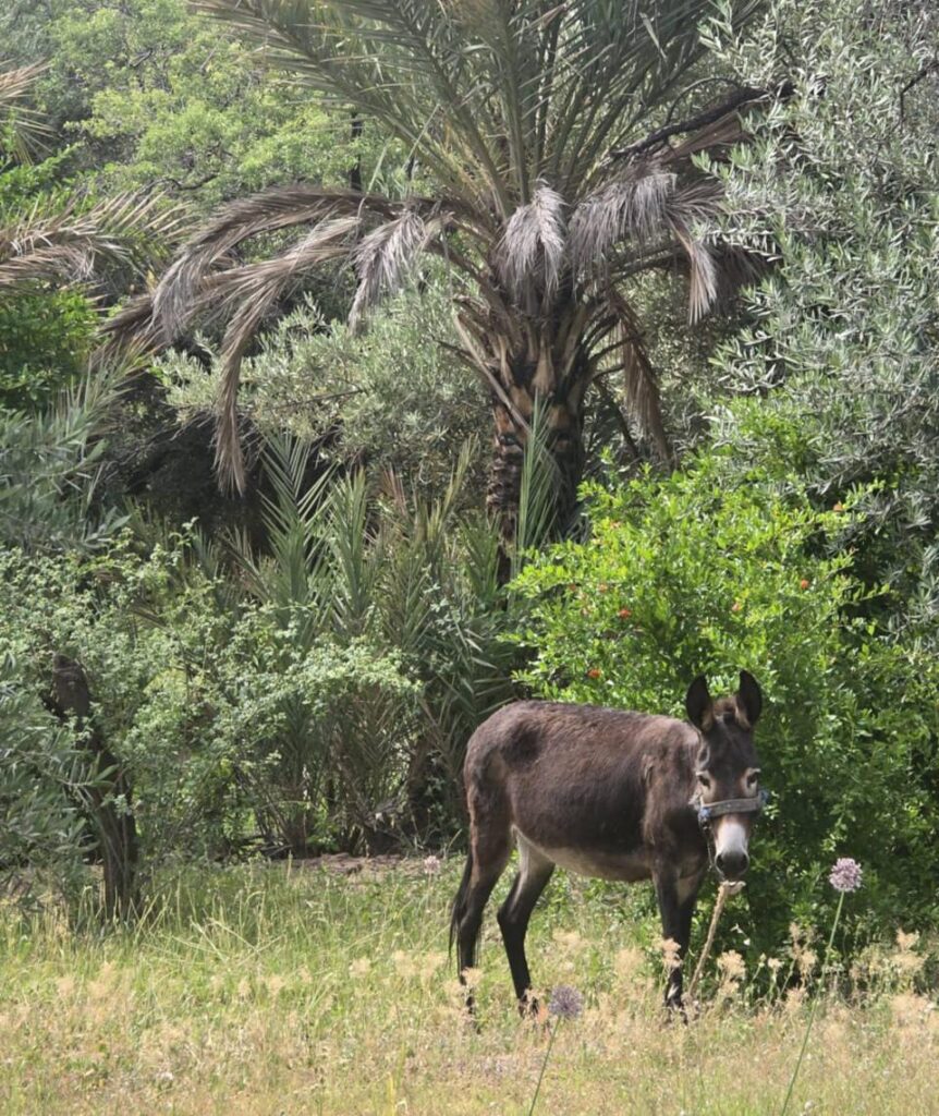 Taroudant & Tiout Oasis
