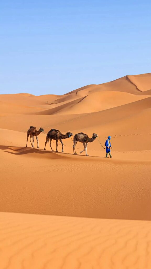 Trekking & Camels