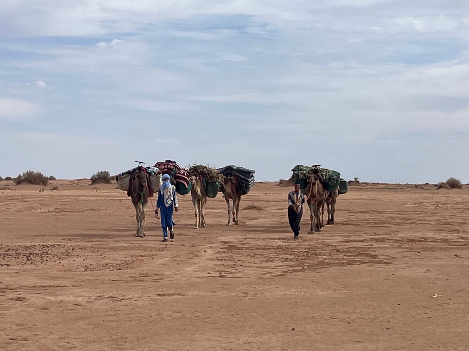 Trek 1 Day: Camel Trek from M’Hamid to the Dunes