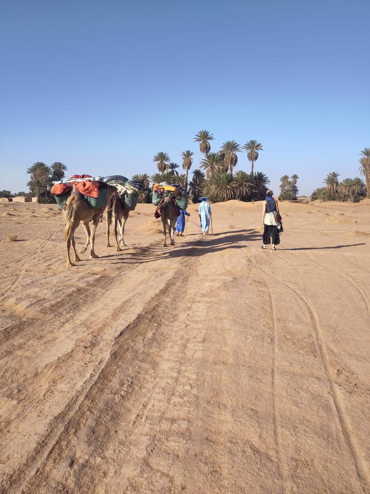Trek 1 Day: Camel Trek from M’Hamid to the Dunes