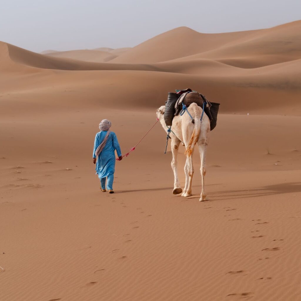 Trekking & Camels