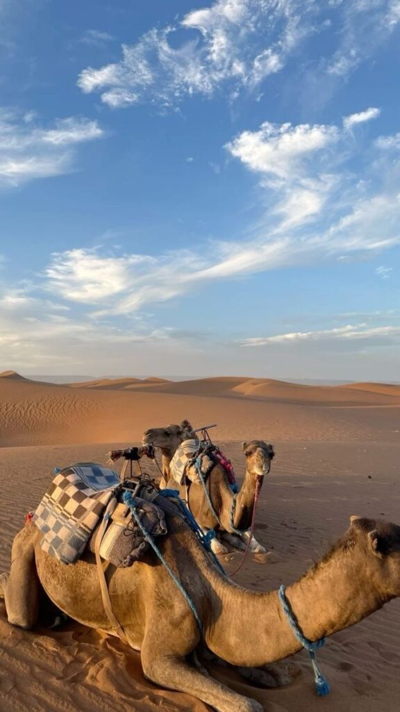 Trekking & Camels