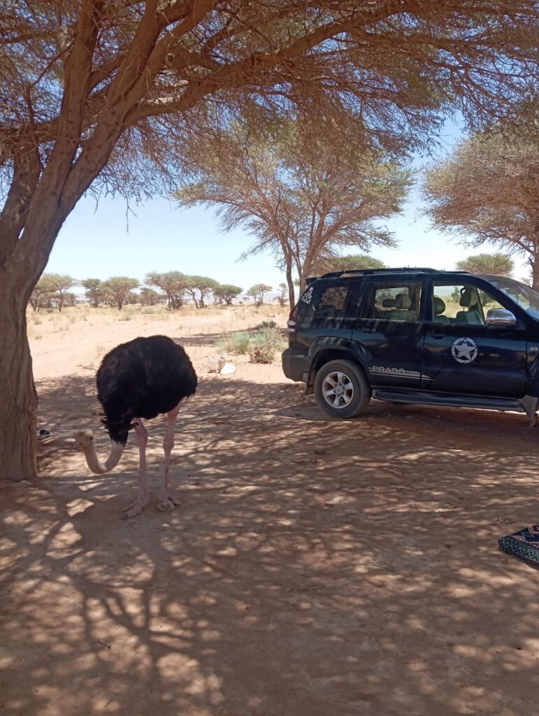 2 Days / 1 Night: Chegaga Desert Adventure from M’Hamid