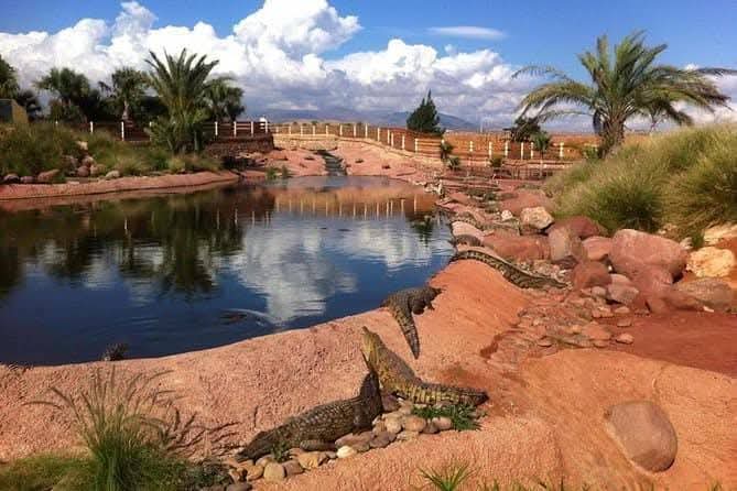 Agadir City Tour, Crocoparc & Goats in the Argan Trees