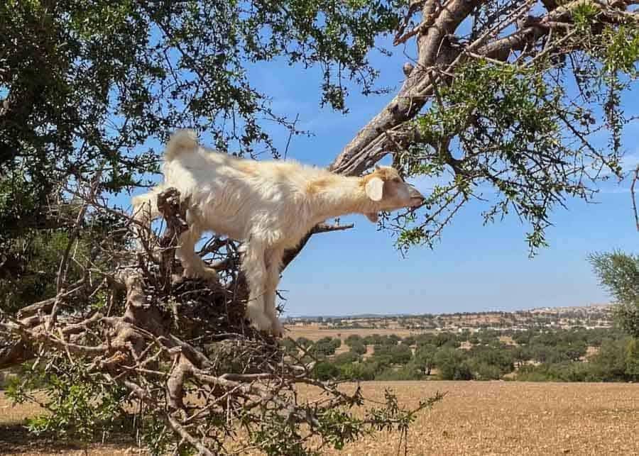 Agadir City Tour, Crocoparc & Goats in the Argan Trees
