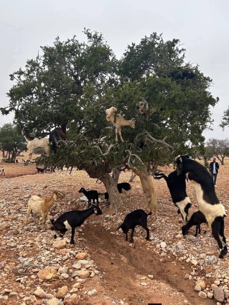 Agadir City Tour, Crocoparc & Goats in the Argan Trees